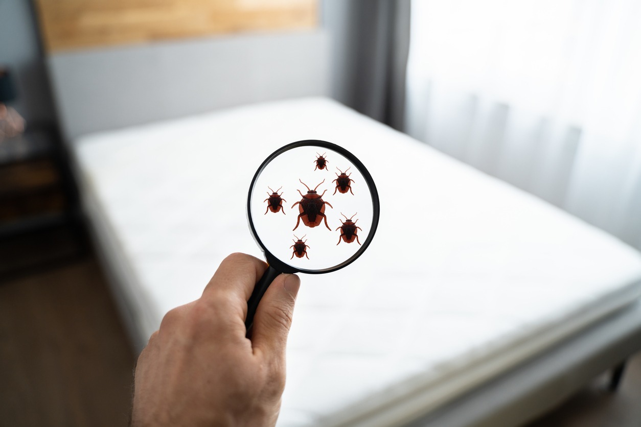 Professional Bed Bug Services Near Me with Effective Results